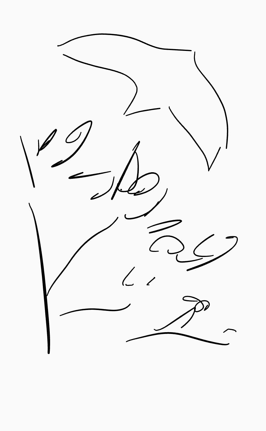 Birds & Nature - Shan Maurice